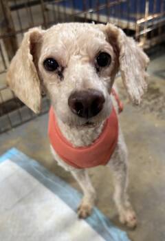 Rescue Miniature Poodle and Poodle Dogs for Adoption in North Haven, Connecticut - Tanner | PetCurious