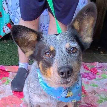 Dude -  Australian Cattle Dog Blue Heeler Dog for Adoption in Woolwich, Maine - Dude | PetCurious