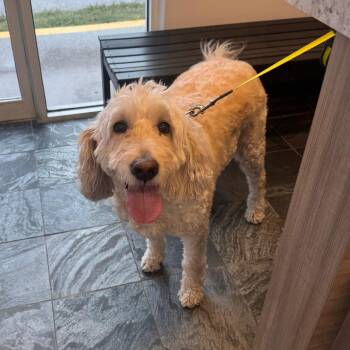 Ella Bella -  Poodle and Golden Retriever Dog for Adoption in Clearwater, Florida - Ella Bella | PetCurious