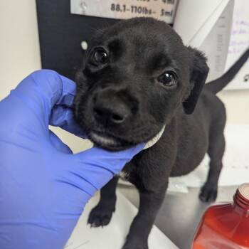 Sarah -  Terrier Dog Available for Adoption in Birmingham, Alabama - Sarah | PetCurious