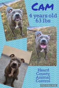 Rescue Pit Bull Terrier Dogs for Adoption in Ossining, New York - Cam | PetCurious