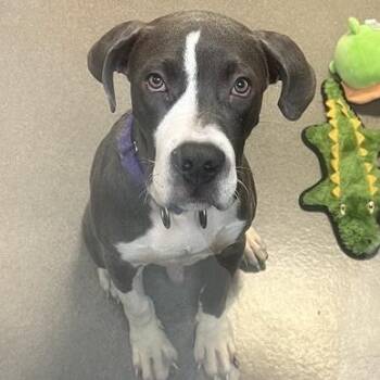 Pit Bull Terrier Dogs Available for Adoption - Touch Of Grey | PetCurious