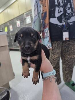 Rescue Australian Cattle Dog Blue Heeler and Mixed Breed Dogs for Adoption in Fort Worth, Texas - Kutu | PetCurious