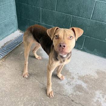 Whoop de Woop -  Terrier and Mixed Breed Dog for Adoption in Carencro, Louisiana - Whoop De Woop | PetCurious