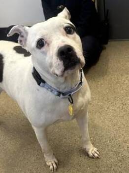 Lana -  Pit Bull Terrier Dog for Adoption in Cleveland, Ohio - Lana | PetCurious