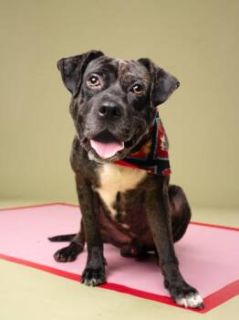 Dasher -  Mixed Breed Dog for Adoption in Atlanta, Georgia - Dasher | PetCurious