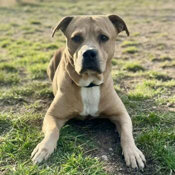 Pit Bull Terrier and Labrador Retriever Dogs Available for Adoption - Ray | PetCurious