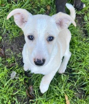 Rescue Border Collie Dogs for Adoption in ROUGH READY, California - Winter | PetCurious