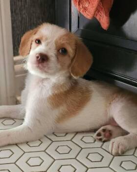 Pongo -  Standard Poodle and Beagle Dog for Adoption in Richmond, Kentucky - Pongo | PetCurious