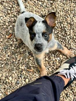 Reina -  Australian Cattle Dog Blue Heeler Dog for Adoption in Paso Robles, California - Reina | PetCurious