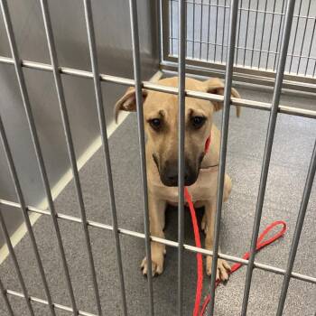 Daisey-mae -  Terrier Dog for Adoption in Montgomery, Alabama - Daisey-mae | PetCurious