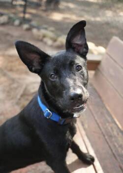 Simon 63486 -  Shepherd and Labrador Retriever Dog for Adoption in Aiken, South Carolina - Simon 63486 | PetCurious