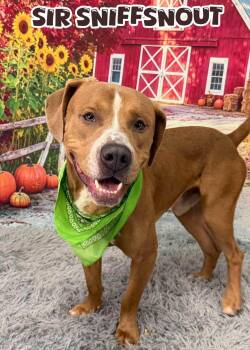 Sir Sniffsnout -  Mixed Breed Dog for Adoption in Flint, Michigan - Sir Sniffsnout | PetCurious