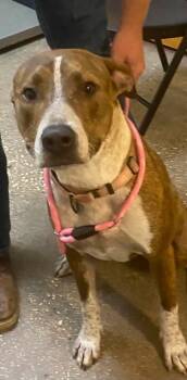 Cholo -  Mixed Breed Dog for Adoption in Ocala, Florida - Cholo | PetCurious