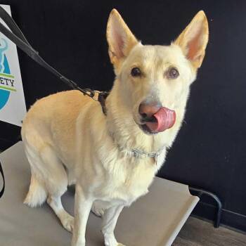 German Shepherd Dog Dogs Available for Adoption in Louisville, Kentucky - Bismark | PetCurious