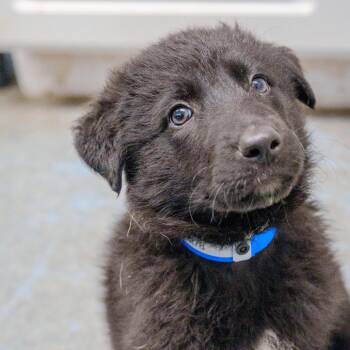 Black Labrador Retriever and Shepherd Dogs Available for Adoption in Pawling, New York - Sargent Pepper | PetCurious