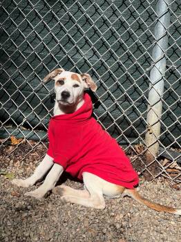Charlie -  Mixed Breed Dog for Adoption in Berwick, Maine - Charlie | PetCurious