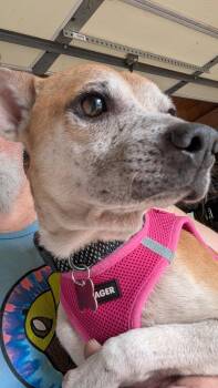 Ronnie #2 -  Chihuahua and Shih Tzu Dog for Adoption in Denver, Colorado - Ronnie #2 | PetCurious