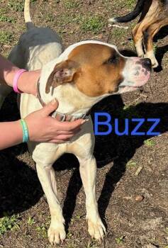 Pit Bull Terrier Dogs Available for Adoption - Buzz | PetCurious