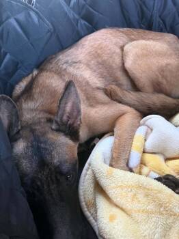 Solace - Located in CA -  Belgian Shepherd Malinois Dog for Adoption in Imlay City, Michigan - Solace - Located In CA | PetCurious