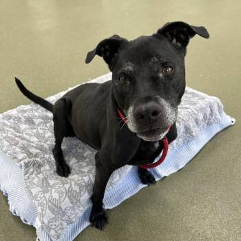 Alex -  Black Labrador Retriever Dog for Adoption in Chicago, Illinois - Alex | PetCurious