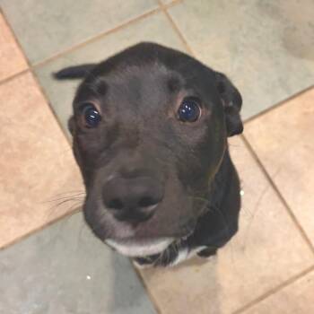 Mixed Breed Dogs Available for Adoption in Chattanooga, Tennessee - Puppers | PetCurious