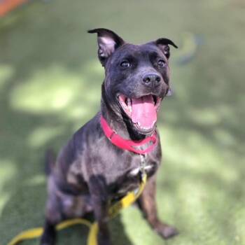 Pit Bull Terrier Dogs Available for Adoption in Las Vegas, Nevada - ONYX | PetCurious