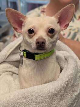 Chihuahua Dogs Available for Adoption in Carson City, Nevada - Alder | PetCurious