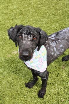 Dog Marley -  Poodle Dog for Adoption in Morgantown, Kentucky - Dog Marley | PetCurious