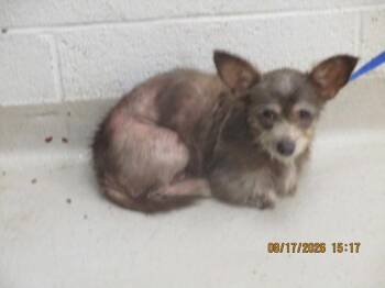 (304) -  Chihuahua Dog for Adoption in Marietta, Georgia - (304) | PetCurious