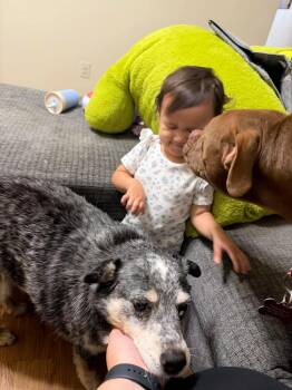 Millie & Lulu -  Australian Cattle Dog Blue Heeler and Boxer Dog for Adoption in Lakewood Ranch, Florida - Millie & Lulu | PetCurious