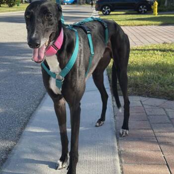 Greyhound Dogs Available for Adoption in Venice, Florida - Arkwyld B Scourge (Scourge) | PetCurious