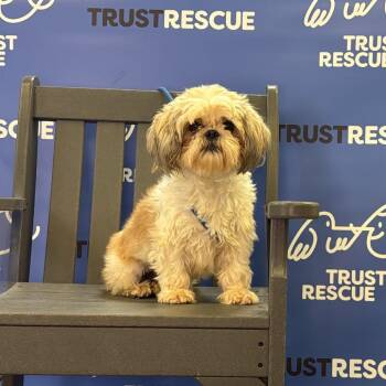 PLUM -  Shih Tzu Dog for Adoption in Waterford, New Jersey - PLUM | PetCurious