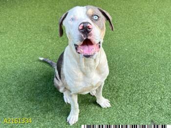 Mixed Breed Dogs Available for Adoption in West Palm Beach, Florida - COCONUT | PetCurious