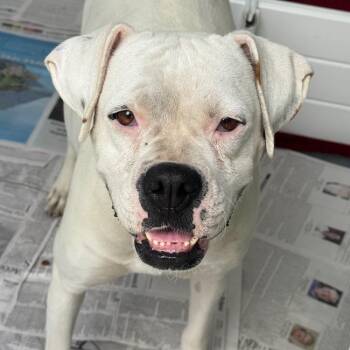 Muppet -  Boxer Dog for Adoption in San Diego, California - Muppet | PetCurious