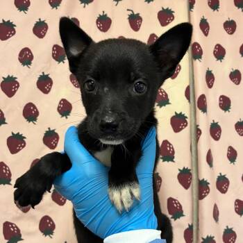 Dotty -  Shepherd and Mixed Breed Dog for Adoption in San Antonio, Texas - Dotty | PetCurious