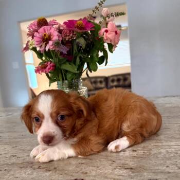 Squeakers -  Chihuahua and Mixed Breed Dog for Adoption in Houston, Texas - Squeakers | PetCurious