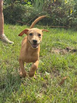 Ava -  Terrier Dog for Adoption in Troy, Alabama - Ava | PetCurious