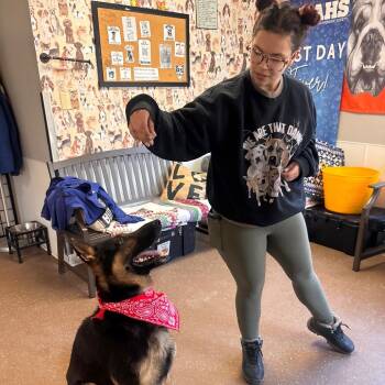 German Shepherd Dog Dogs Available for Adoption - Delgado | PetCurious