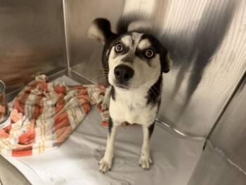 Siberian Husky and Mixed Breed Dogs Available for Adoption in Doral, Florida - PRINCESS | PetCurious