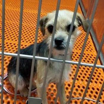 Yorkshire Terrier Dogs Available for Adoption - Anabeth | PetCurious