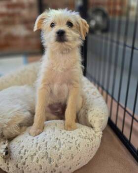 Terrier Dogs Available for Adoption - Matt | PetCurious