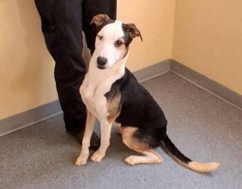 Milo -  Terrier Dog for Adoption in Covington, Virginia - Milo | PetCurious