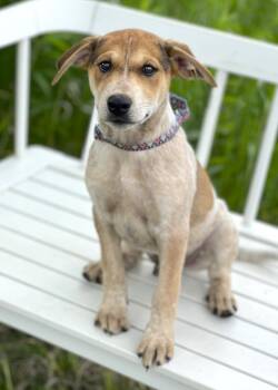 Pool Litter - Cannon Ball -  Mixed Breed Dog for Adoption in Savage, Minnesota - Pool Litter - Cannon Ball | PetCurious