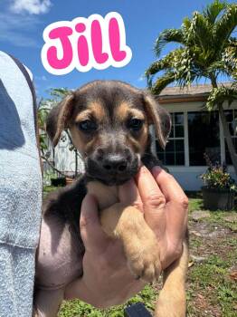 Chihuahua and Rat Terrier Dogs Available for Adoption in Briny Breezes, Florida - Jill | PetCurious
