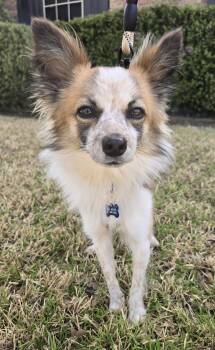 Papillon and Chihuahua Dogs Available for Adoption - RILEY | PetCurious