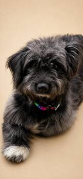 Poodle and Terrier Dogs Available for Adoption in VERNON ROCKVL, Connecticut - Errol | PetCurious