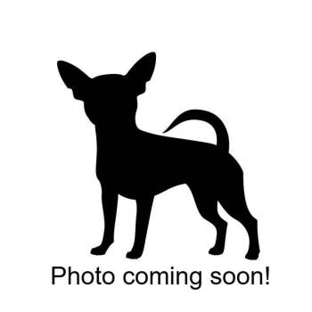Carla -  Chihuahua and Mixed Breed Dog for Adoption in Woodinville, Washington - Carla | PetCurious