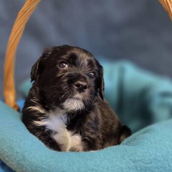 Poodle and Husky Dogs Available for Adoption - Pibb Xtra | PetCurious