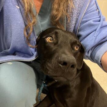 Mixed Breed Dogs Available for Adoption - Joel | PetCurious